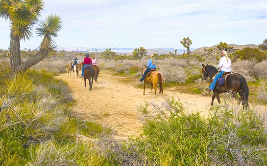 Joshua Tree Travel Insurance